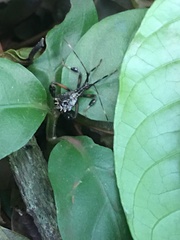 Acanthocephalini