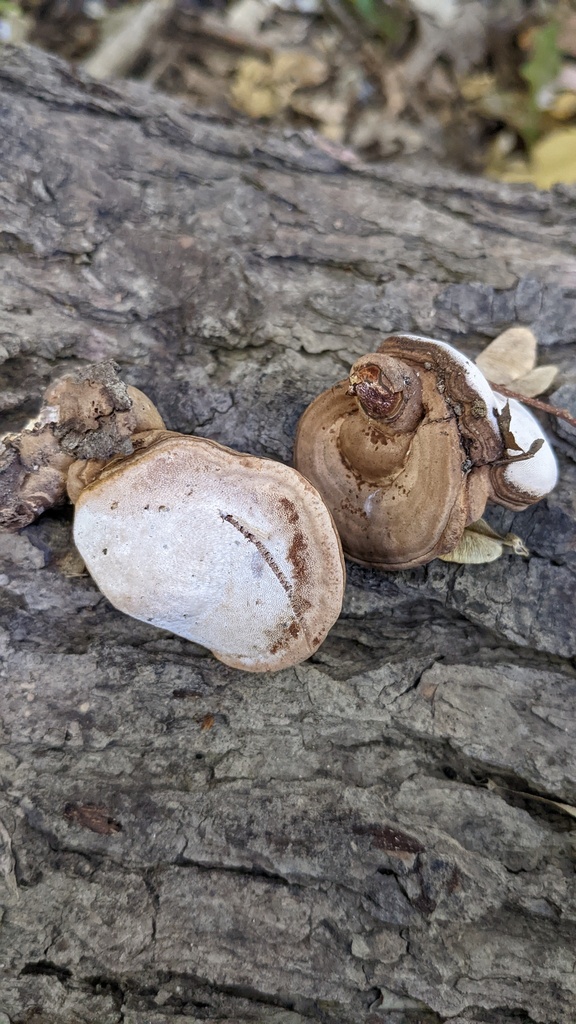 Ganoderma applanatum · November 2022 · photo: © atsushi_nakajima_cirque (iNaturalist, cc-by)