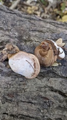 Ganoderma applanatum