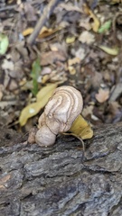 Ganoderma applanatum