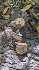 Ganoderma applanatum
