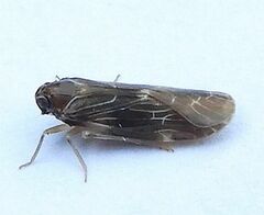 Synecdoche dimidiata