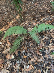 Polystichum dudleyi