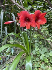 Hippeastrum