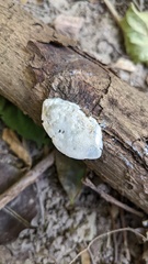 Cyanosporus caesius