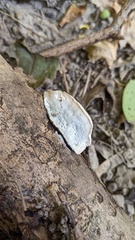 Cyanosporus caesius