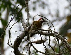 Colaptes punctigula