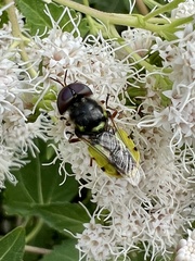 Hedriodiscus truquii