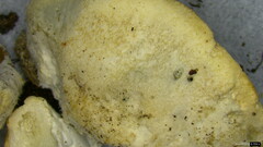 Cyanosporus caesius
