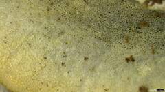 Cyanosporus caesius