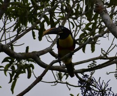 Pteroglossus castanotis