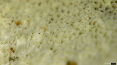 Cyanosporus caesius