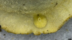 Cyanosporus caesius