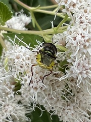 Hedriodiscus truquii