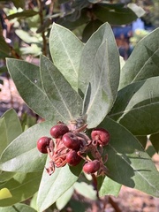 Arctostaphylos regismontana