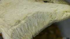 Cyanosporus caesius