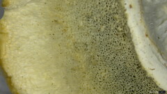 Cyanosporus caesius
