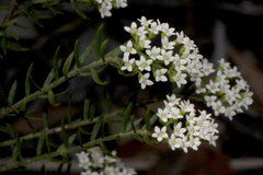 Platysace