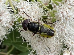 Hedriodiscus truquii