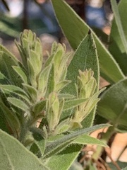 Arctostaphylos regismontana