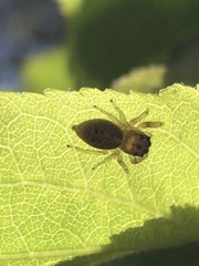 Opisthoncus polyphemus