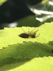 Opisthoncus polyphemus