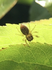 Opisthoncus polyphemus