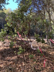 Arctostaphylos regismontana