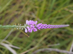 Comesperma virgatum