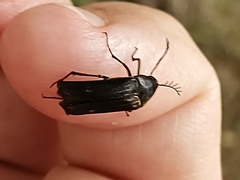 Ripiphoridae