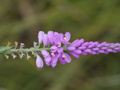 Comesperma virgatum