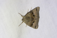 Drasteria edwardsii