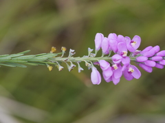 Comesperma virgatum