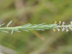 Comesperma virgatum