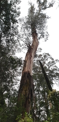 Eucalyptus regnans