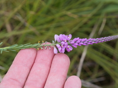 Comesperma virgatum