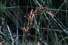 Schoenus brevifolius
