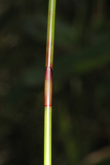 Schoenus brevifolius