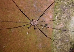 Dicranopalpus