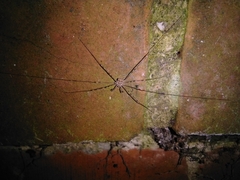Dicranopalpus