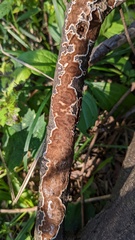 Peniophora albobadia