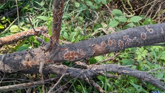 Peniophora albobadia
