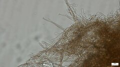 Peniophora albobadia