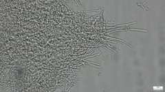 Peniophora albobadia