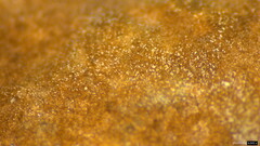 Peniophora albobadia