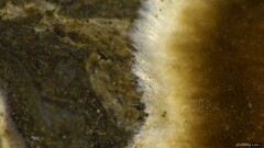 Peniophora albobadia