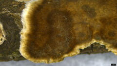Peniophora albobadia