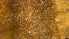 Peniophora albobadia