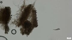 Peniophora albobadia