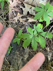 Potentilla simplex